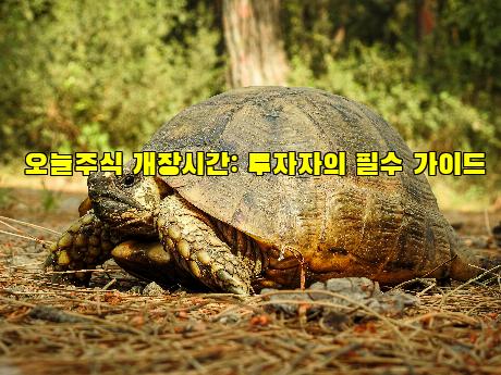 오늘주식 개장시간: 투자자의 필수 가이드